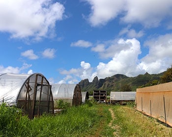 Organic Farming on Kauai