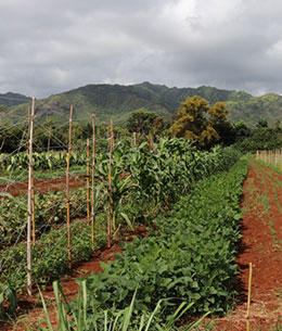 Organic Farmers on Kauai