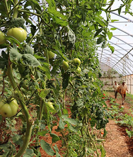 Organic tomato farmers on Kauai