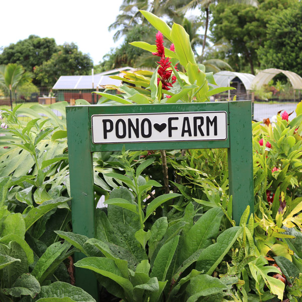 Pono Farm Kauai