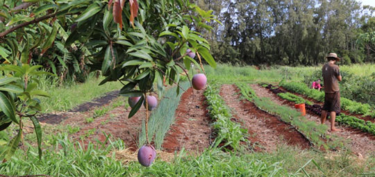 Mangos growing at a farm on Kauai