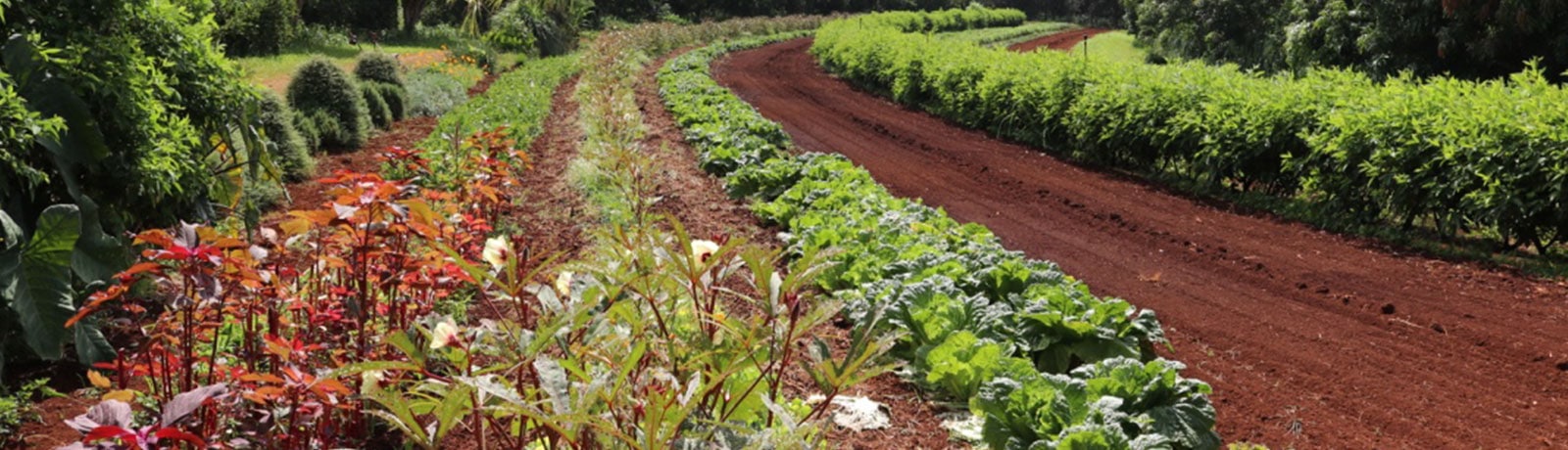 Organic Farmers Produce at Hoku Foods Kapaa